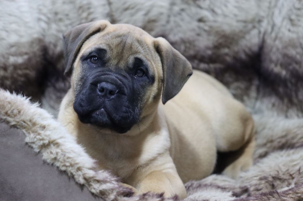 de la Dynastie d'Orkhan - Chiot disponible  - Bullmastiff