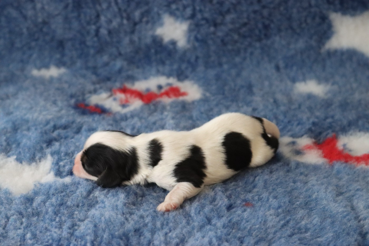 de la Dynastie d'Orkhan - Cavalier King Charles Spaniel - Portée née le 02/01/2026