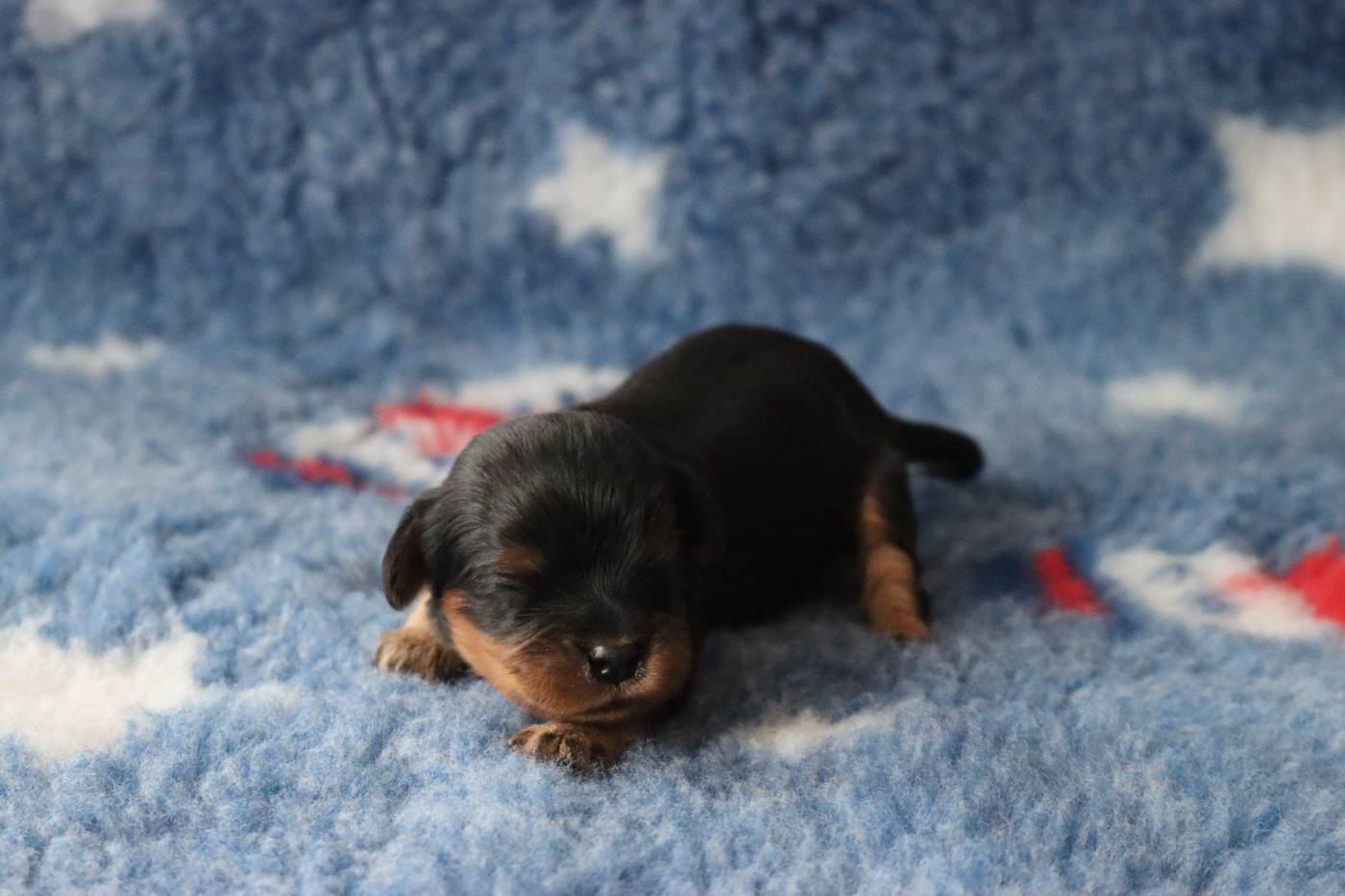 de la Dynastie d'Orkhan - Chiots disponibles - Cavalier King Charles Spaniel