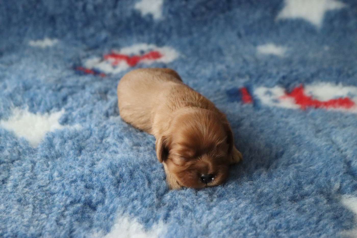 de la Dynastie d'Orkhan - Chiots disponibles - Cavalier King Charles Spaniel