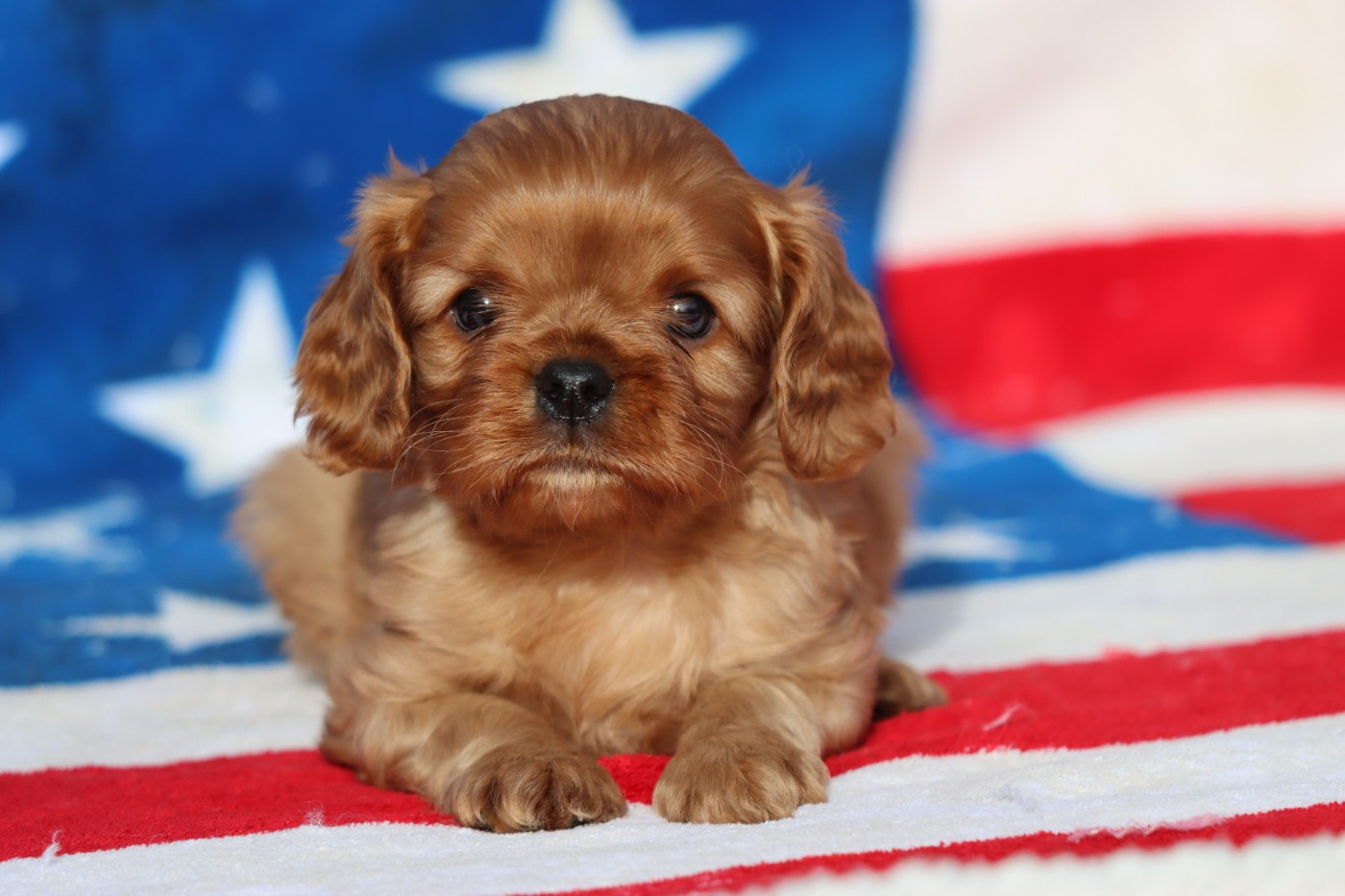 de la Dynastie d'Orkhan - Chiots disponibles - Cavalier King Charles Spaniel