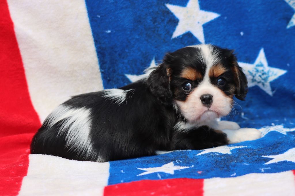 de la Dynastie d'Orkhan - Chiots disponibles - Cavalier King Charles Spaniel