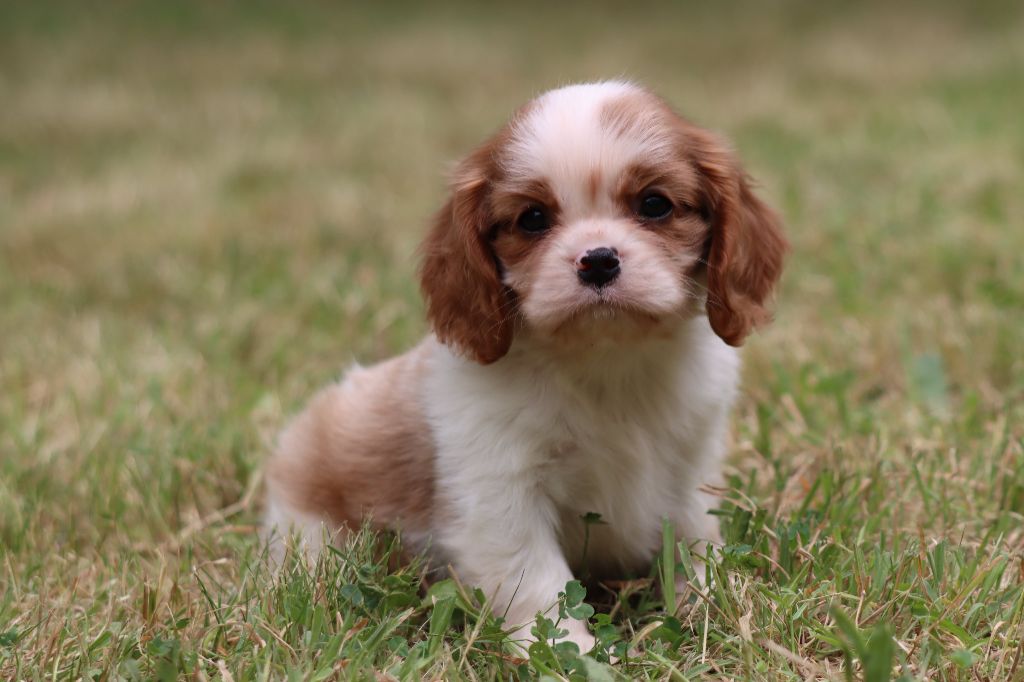 de la Dynastie d'Orkhan - Chiots disponibles - Cavalier King Charles Spaniel