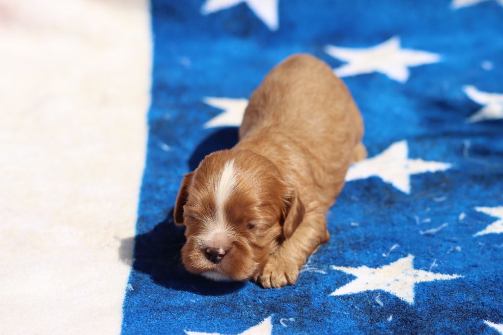 de la Dynastie d'Orkhan - Chiots disponibles - Cavalier King Charles Spaniel