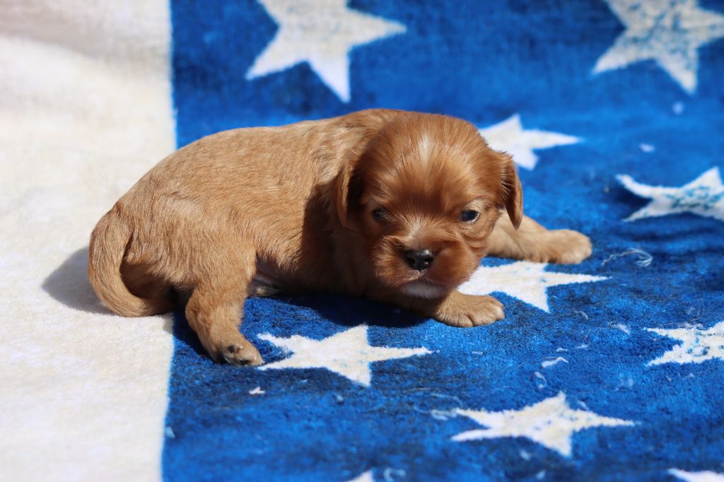 de la Dynastie d'Orkhan - Chiots disponibles - Cavalier King Charles Spaniel