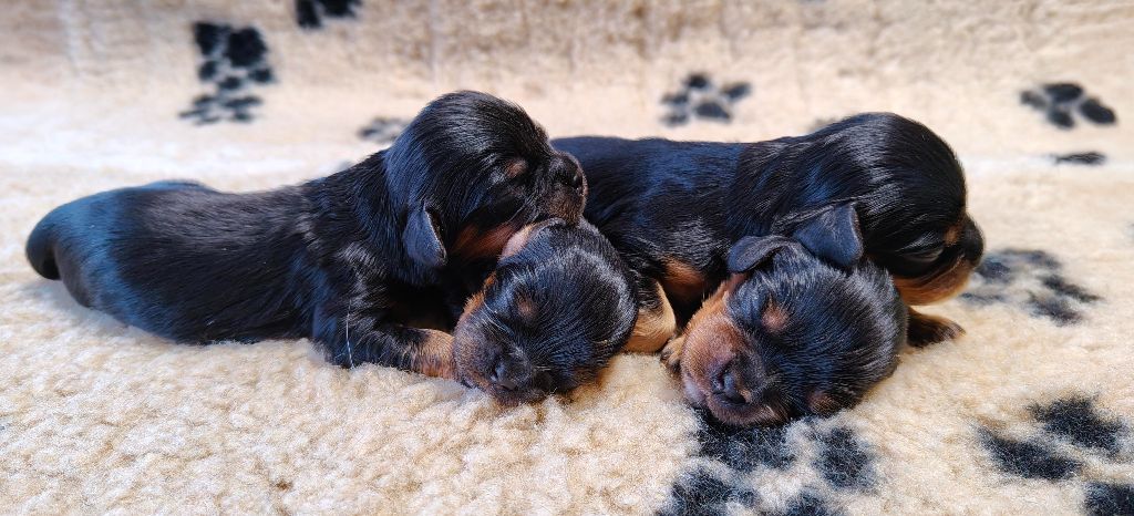 de la Dynastie d'Orkhan - Chiots disponibles - Cavalier King Charles Spaniel