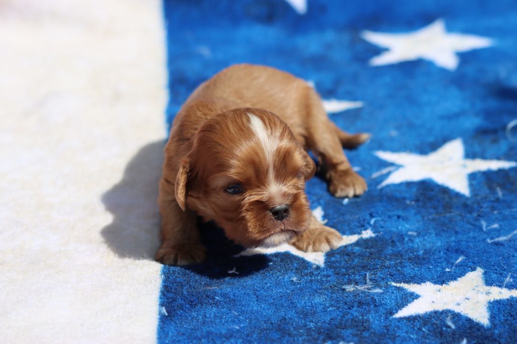 de la Dynastie d'Orkhan - Chiots disponibles - Cavalier King Charles Spaniel