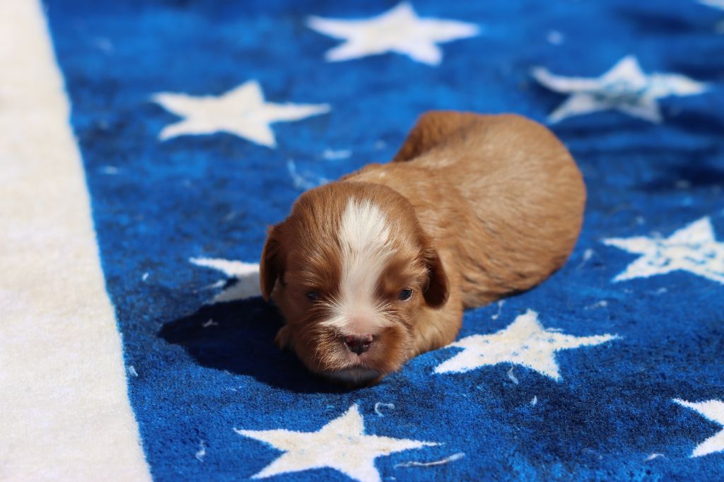 de la Dynastie d'Orkhan - Chiots disponibles - Cavalier King Charles Spaniel