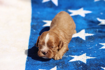 CHIOT 4