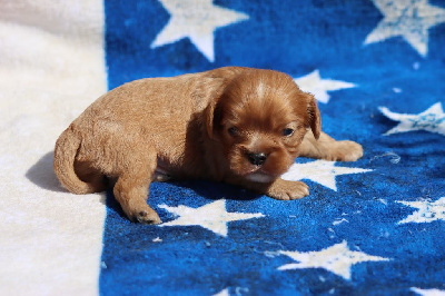 CHIOT 3