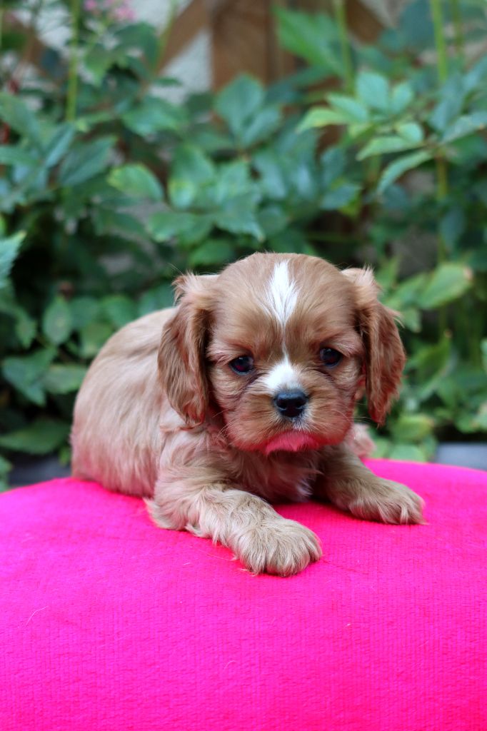 de la Dynastie d'Orkhan - Chiots disponibles - Cavalier King Charles Spaniel