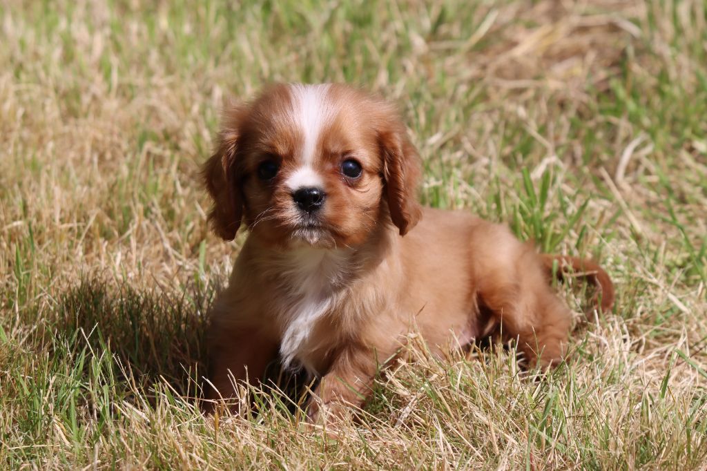 de la Dynastie d'Orkhan - Chiots disponibles - Cavalier King Charles Spaniel