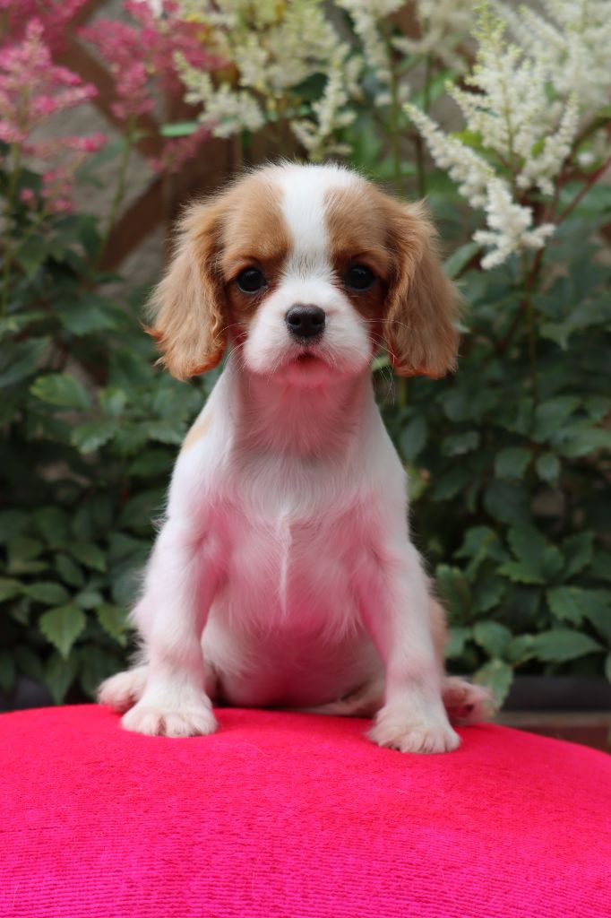 de la Dynastie d'Orkhan - Chiots disponibles - Cavalier King Charles Spaniel